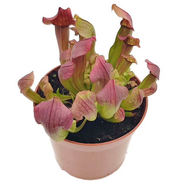 Sarracenia X &quot;Maroon&quot;