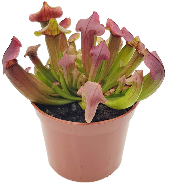 Sarracenia X "Maroon"