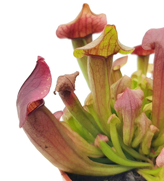 Sarracenia X "Maroon"