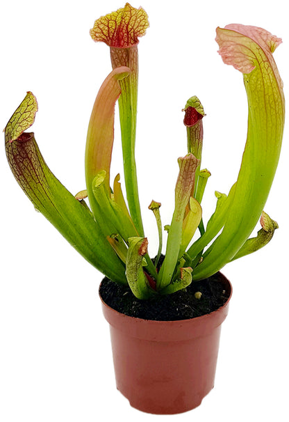 Sarracenia X &quot;Philadelphia&quot;