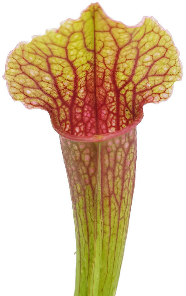 Sarracenia X &quot;Philadelphia&quot;