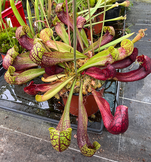 Sarracenia X Courtii "Large Klon" - XL Showpiece