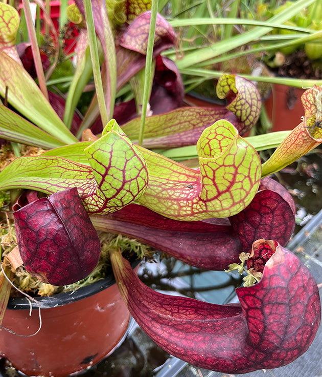 Sarracenia X Courtii "Large Klon" - XL Showpiece