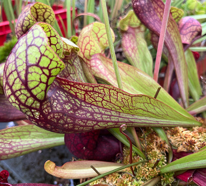 Sarracenia X Courtii "Large Klon" - XL Showpiece