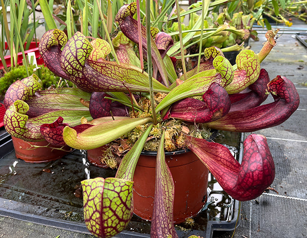 Sarracenia X Courtii "Large Klon" - XL Showpiece