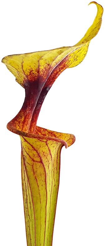 Sarracenia Flava var. Flava MK F32