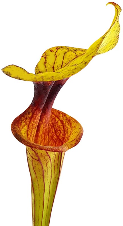 Sarracenia Flava var. Flava MK F32