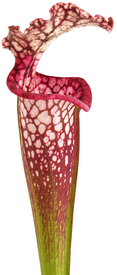 Sarracenia Leucophylla - Large Pink Lipped, Apalachicola FL, MK L18