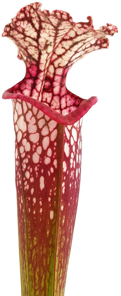 Sarracenia Leucophylla - Large Pink Lipped, Apalachicola FL, MK L18