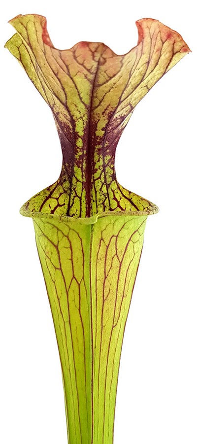 Sarracenia &quot;Arthur Wheeler&quot;