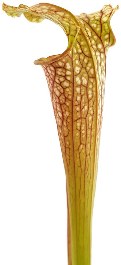 Sarracenia (Leucophylla x Popei) x Oreophila Dave Taylor