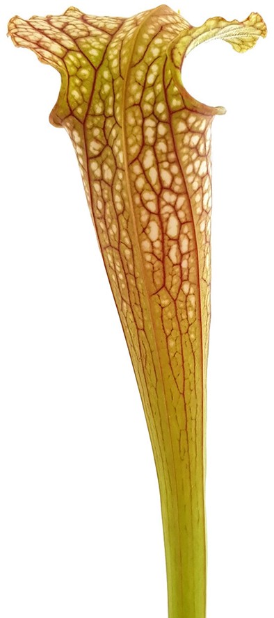 Sarracenia (Leucophylla x Popei) x Oreophila Dave Taylor