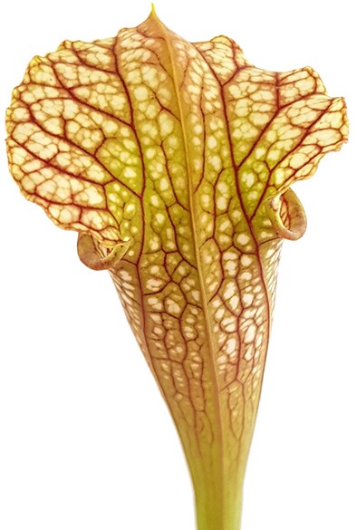 Sarracenia (Leucophylla x Popei) x Oreophila Dave Taylor