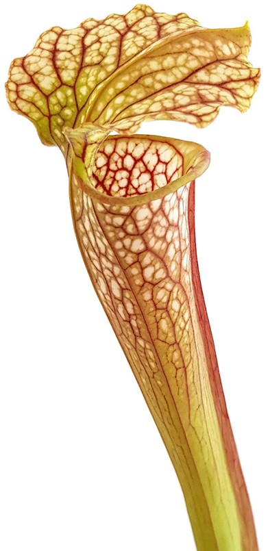 Sarracenia (Leucophylla x Popei) x Oreophila Dave Taylor