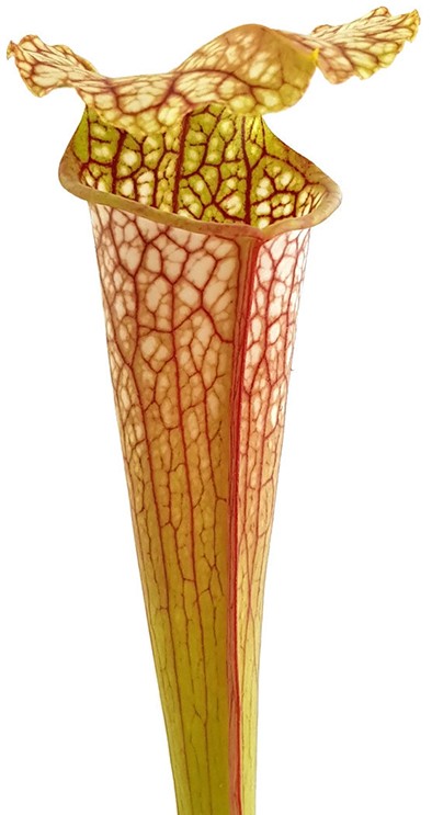 Sarracenia (Leucophylla x Popei) x Oreophila Dave Taylor