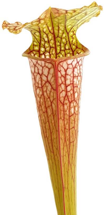 Sarracenia (Leucophylla x Popei) x Oreophila Dave Taylor