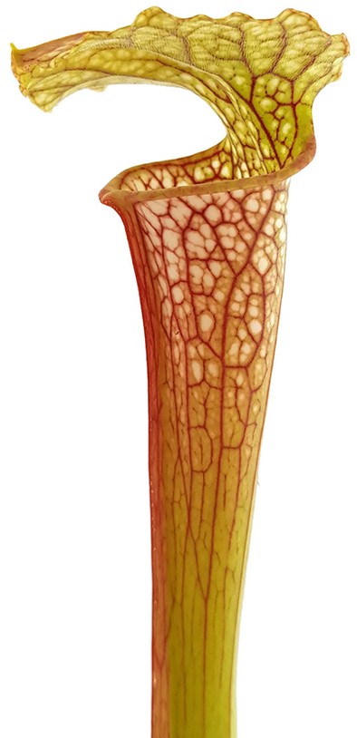 Sarracenia (Leucophylla x Popei) x Oreophila Dave Taylor