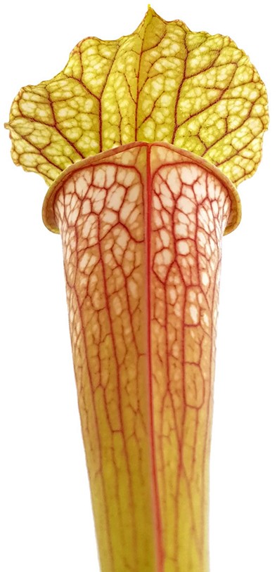 Sarracenia (Leucophylla x Popei) x Oreophila Dave Taylor