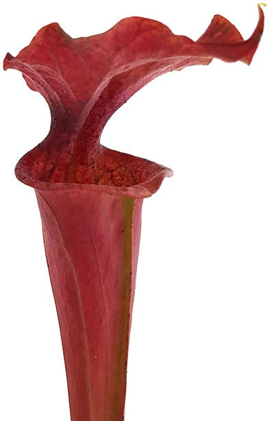 Sarracenia X Moorei "Dusky Pink"