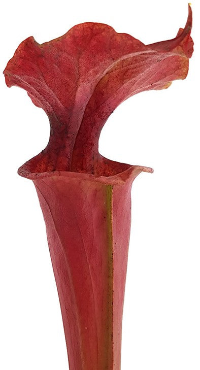Sarracenia X Moorei "Dusky Pink"