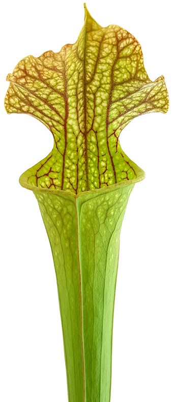 Sarracenia X Moorei Classic - Fangblatt