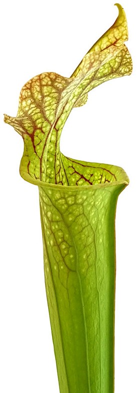 Sarracenia X Moorei Classic - Fangblatt