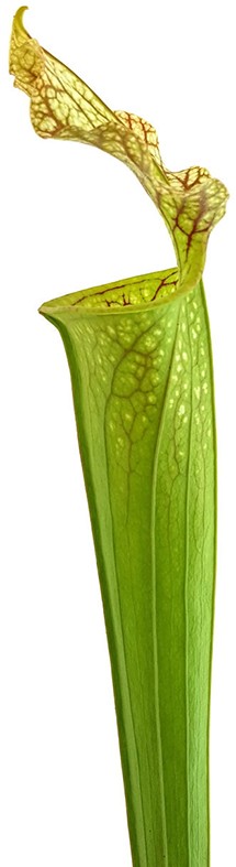 Sarracenia X Moorei Classic - Fangblatt