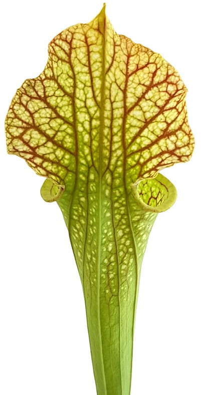 Sarracenia X Moorei Classic - Fangblatt