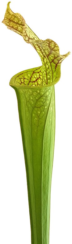 Sarracenia X Moorei Classic - Fangblatt