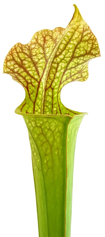 Sarracenia X Moorei Classic - Fangblatt