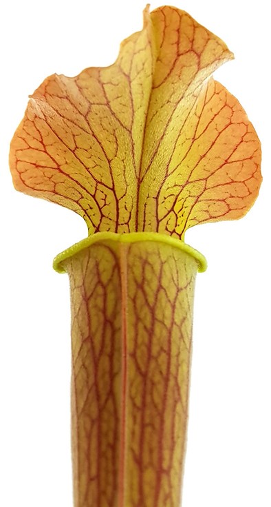 Sarracenia Rubra var. gulfensis &quot;Wavy Lid&quot;