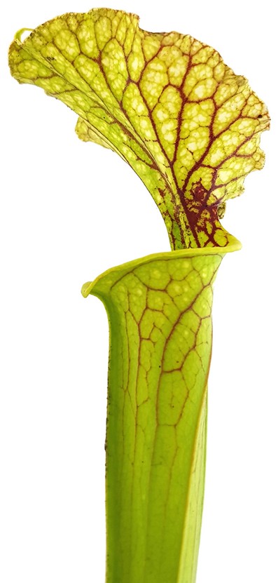 Sarracenia Moorei &quot;Leviathan&quot;