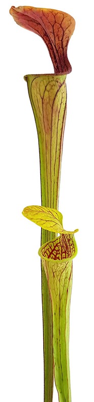 Sarracenia Oreophila MK O18