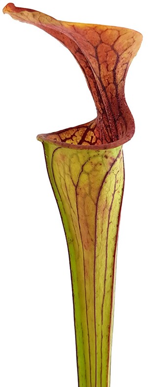 Sarracenia Oreophila MK O18