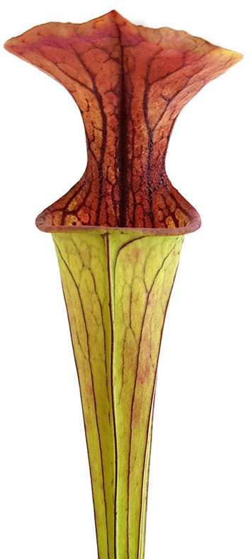 Sarracenia Oreophila MK O18