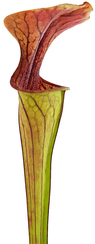 Sarracenia Oreophila MK O18