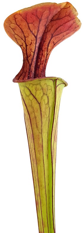 Sarracenia Oreophila MK O18