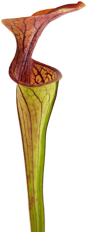 Sarracenia Oreophila MK O18