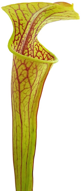 Sarracenia Oreophila MK O18