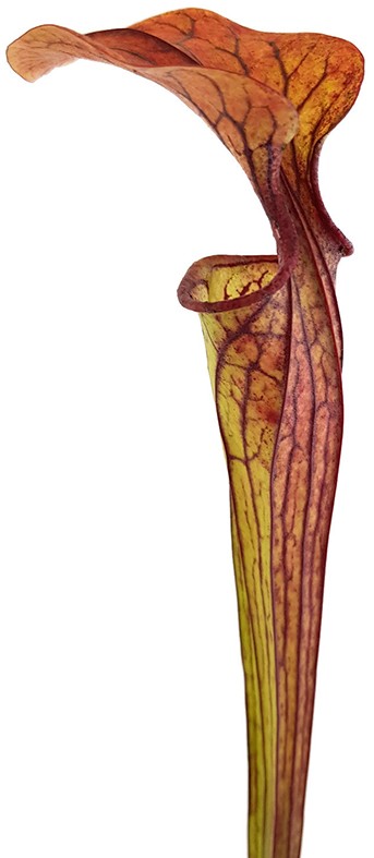 Sarracenia Oreophila DeKalb MK O5