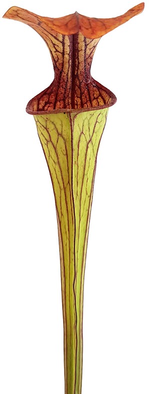 Sarracenia Oreophila DeKalb MK O5