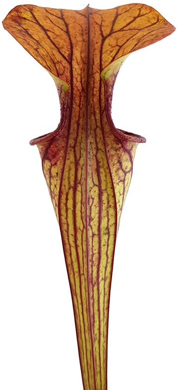 Sarracenia Oreophila DeKalb MK O5