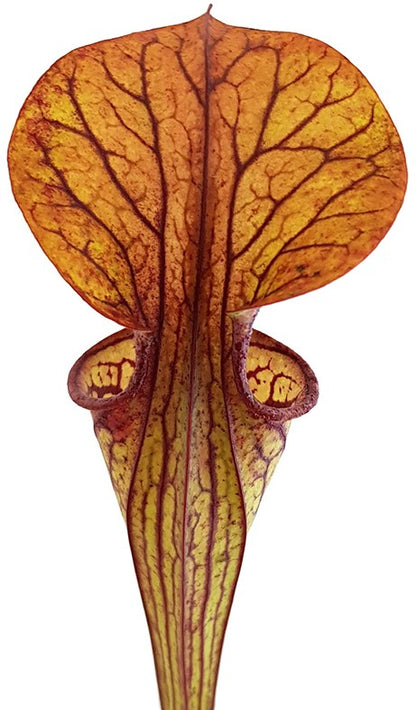 Sarracenia Oreophila DeKalb MK O5