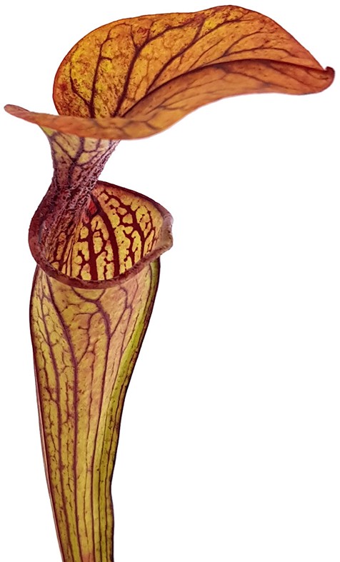 Sarracenia Oreophila DeKalb MK O5