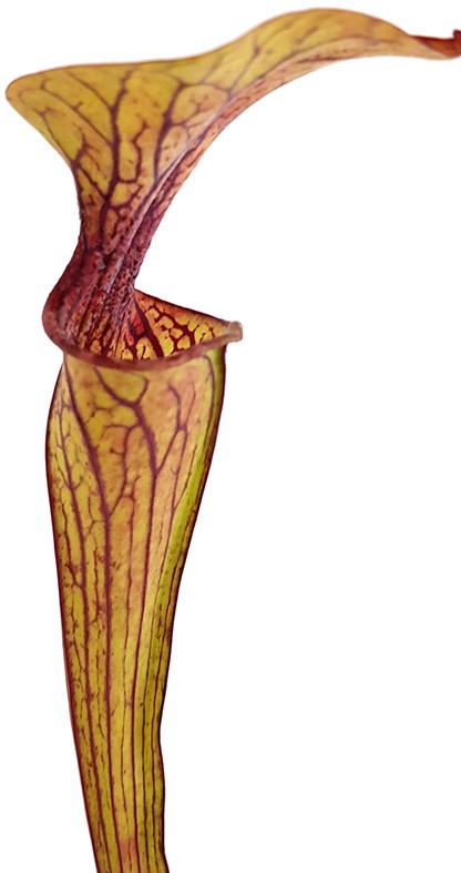 Sarracenia Oreophila DeKalb MK O5