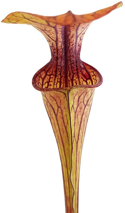 Sarracenia Oreophila DeKalb MK O5