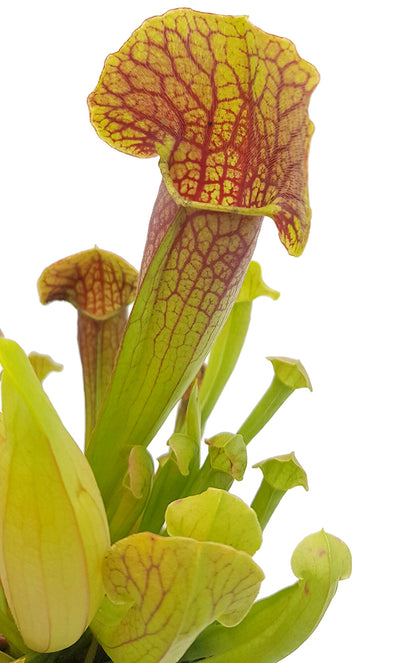 Sarracenia (x Swaniana) X (x Mitchelliana)