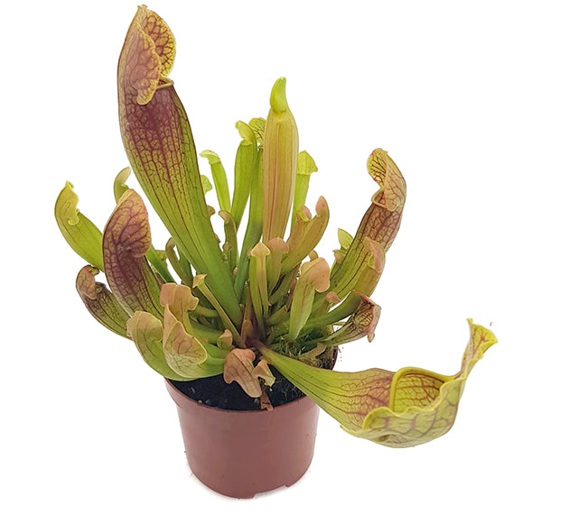 Sarracenia (x Swaniana) X (x Mitchelliana)