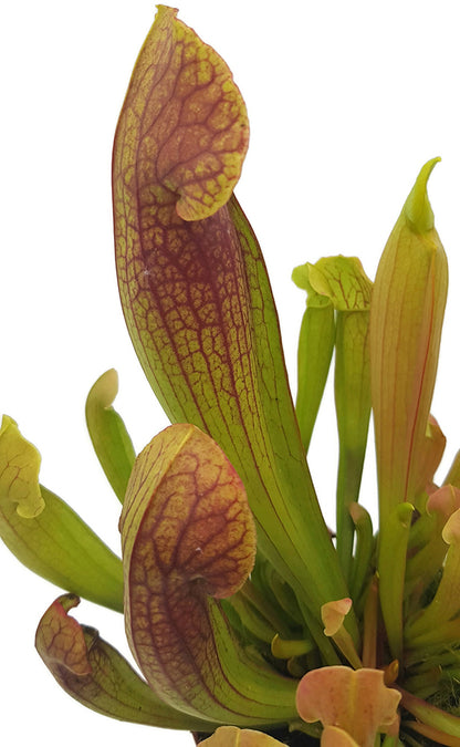 Sarracenia (x Swaniana) X (x Mitchelliana)