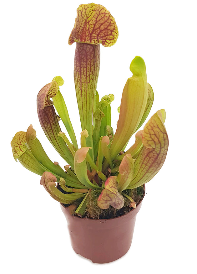 Sarracenia (x Swaniana) X (x Mitchelliana)